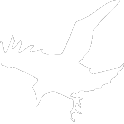 A Picture of a Raven